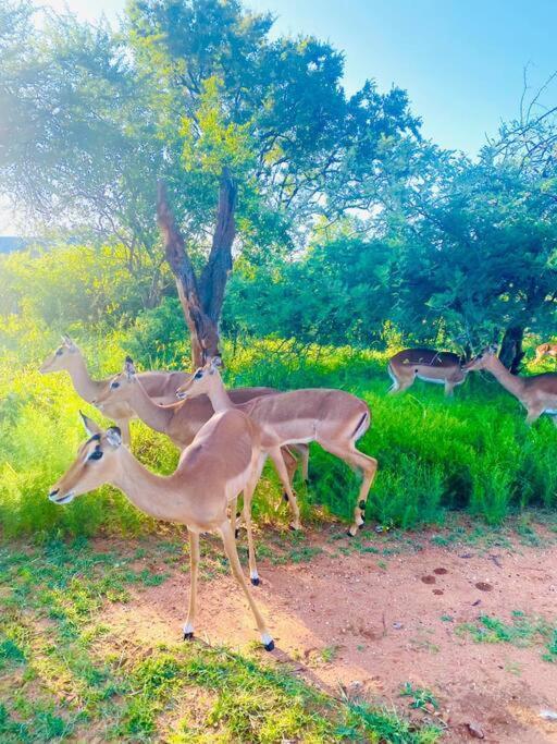 Apartament Wildheart Safari - Zesty Zebra Hoedspruit Zewnętrze zdjęcie