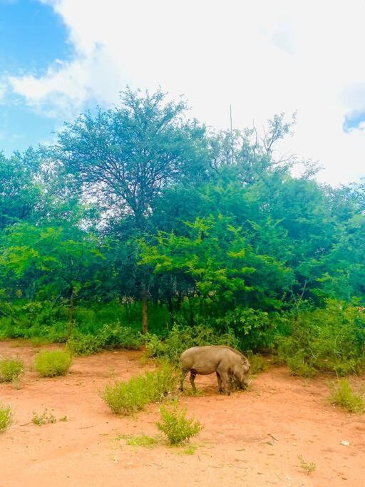 Apartament Wildheart Safari - Zesty Zebra Hoedspruit Zewnętrze zdjęcie