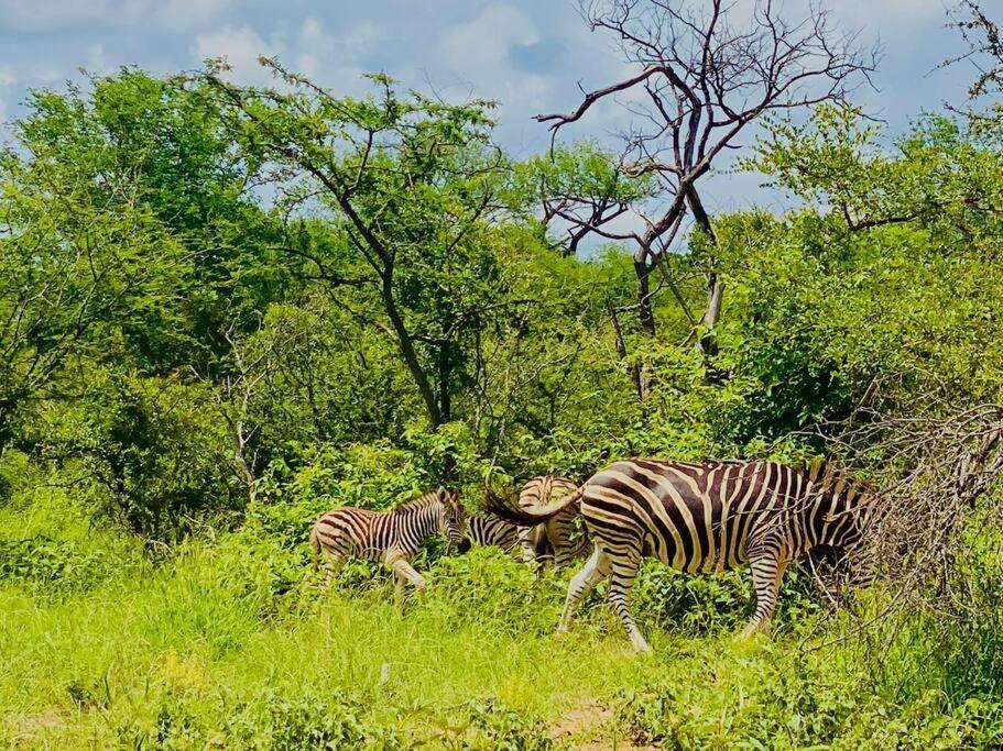 Apartament Wildheart Safari - Zesty Zebra Hoedspruit Zewnętrze zdjęcie