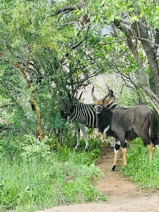 Apartament Wildheart Safari - Zesty Zebra Hoedspruit Zewnętrze zdjęcie