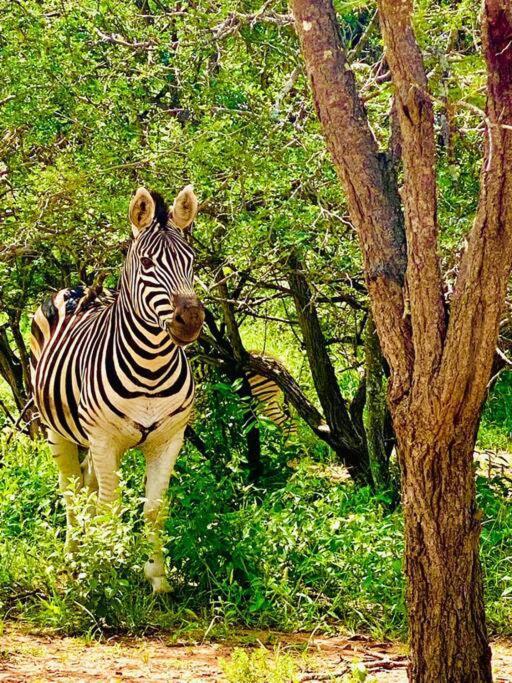 Apartament Wildheart Safari - Zesty Zebra Hoedspruit Zewnętrze zdjęcie
